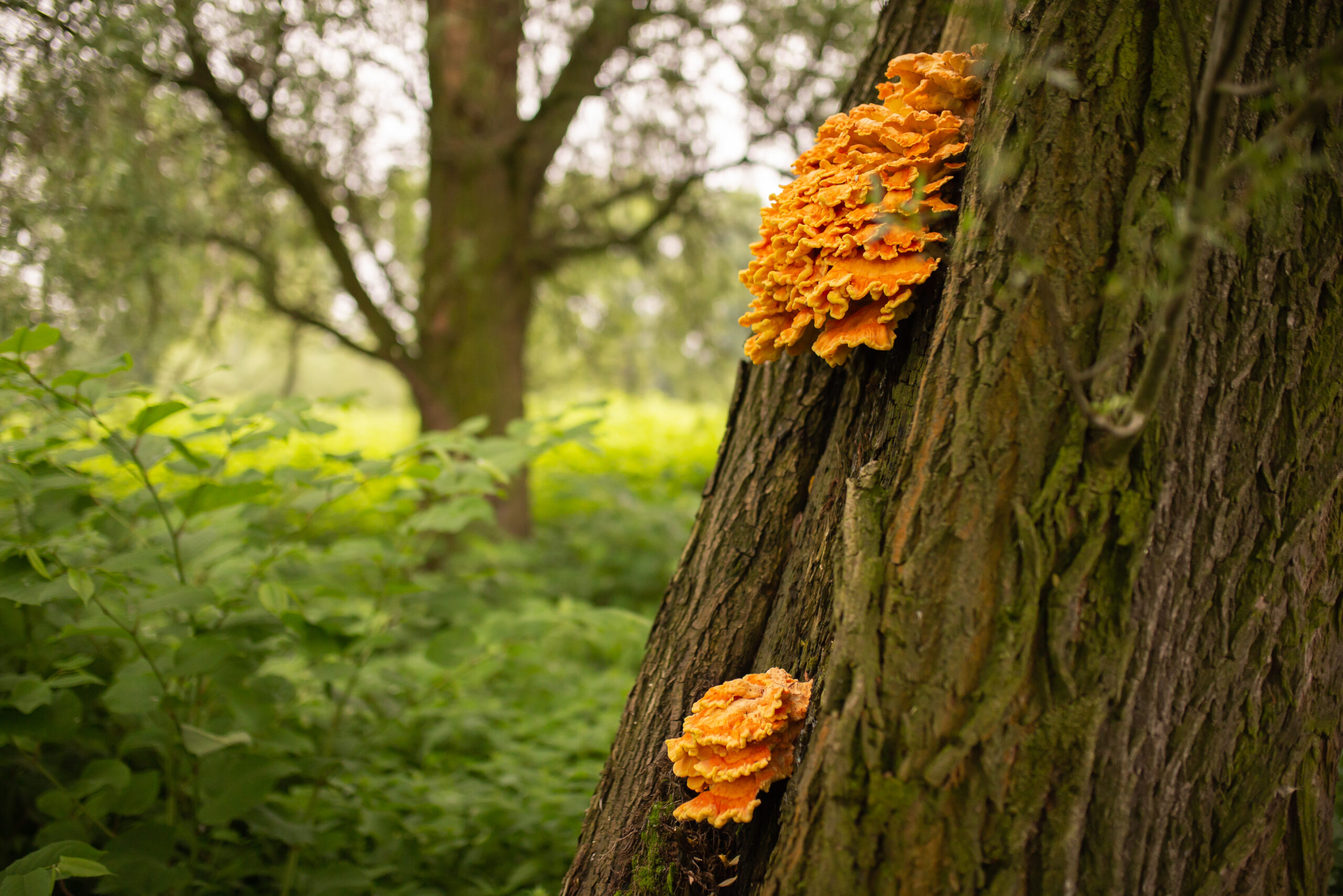 zolciak-siarkowy-Laetiporus-sulphureus-scaled.jpg